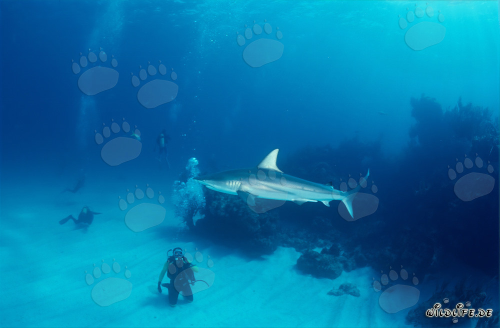 Faszinierender Schwarzspitzenhai vor Taucher in den Bahamas