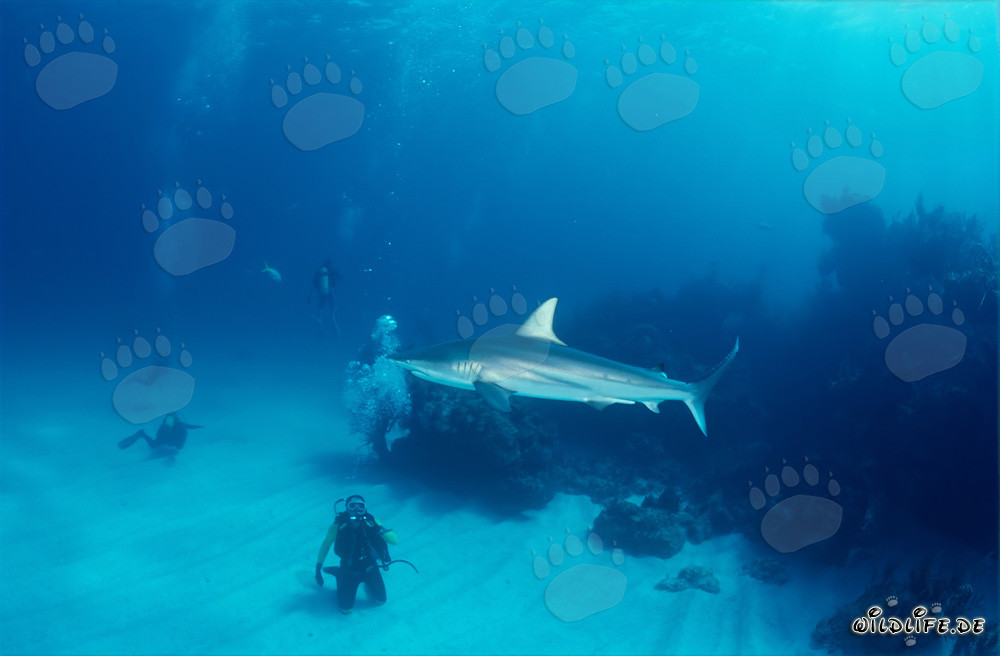 Affascinante squalo pinna nera davanti a un subacqueo nelle Bahamas