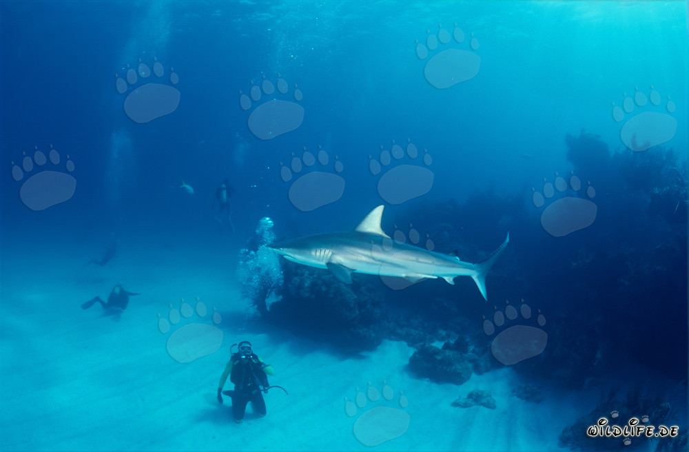 Fascinante tiburón de puntas negras frente a un buzo en las Bahamas