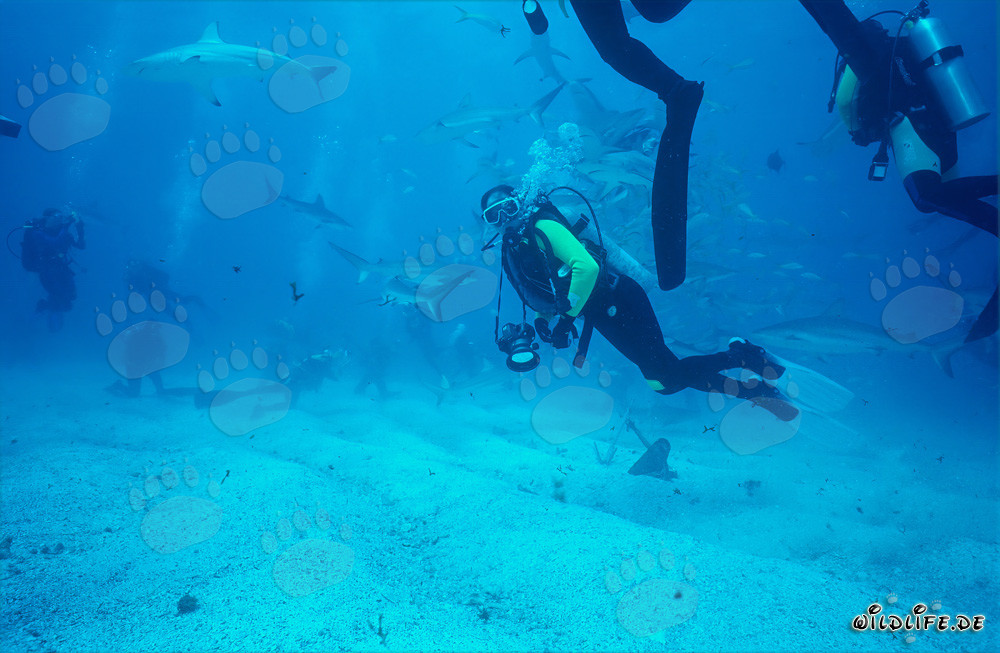 Spectacular Shark Rodeo with Caribbean Reef Sharks and Blacktip Sharks