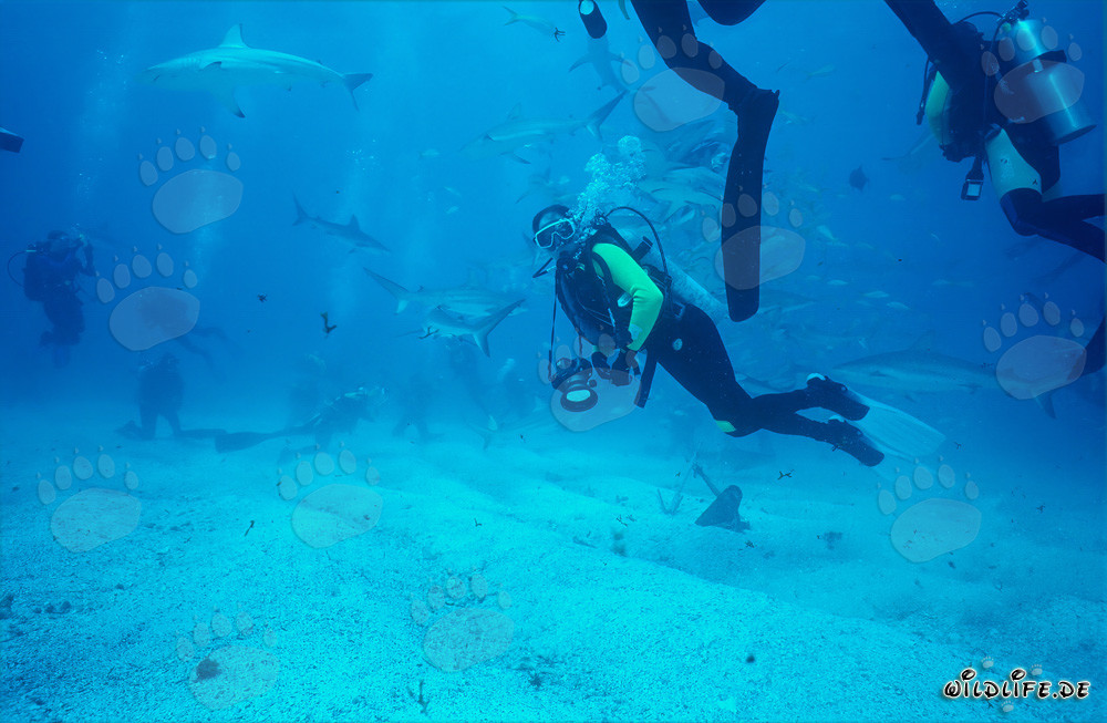Spektakuläres Shark Rodeo mit Karibischen Riffhaien und Schwarzspitzenhaien