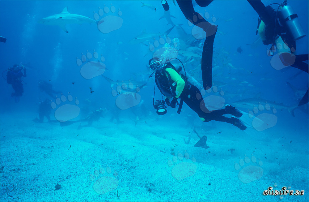 Spectaculaire Shark Rodeo avec Requins des Caraïbes et Requins à Pointes Noires