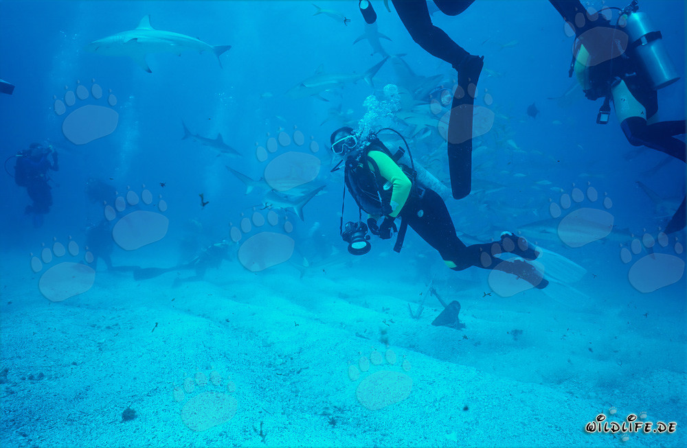 Spettacolare Shark Rodeo con Squali dei Caraibi e Squali a Punta Nera