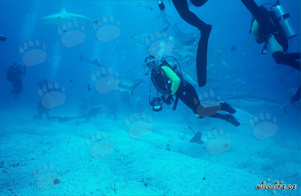 Espectacular Shark Rodeo con Tiburones del Caribe y Tiburones Punta Negra