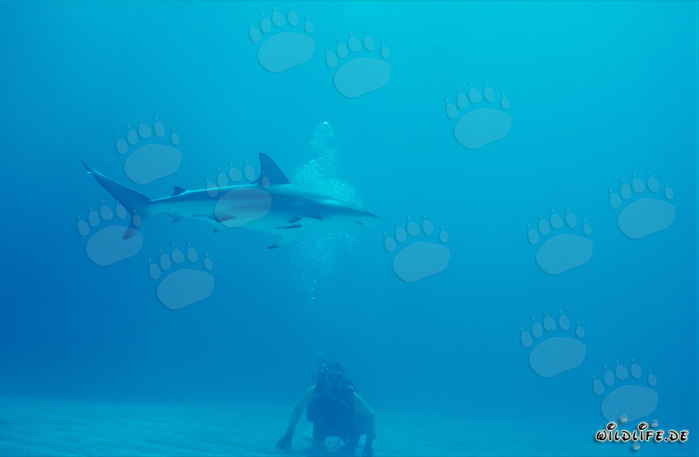 Impressive Caribbean Reef Shark Swimming over Sandy Seabed