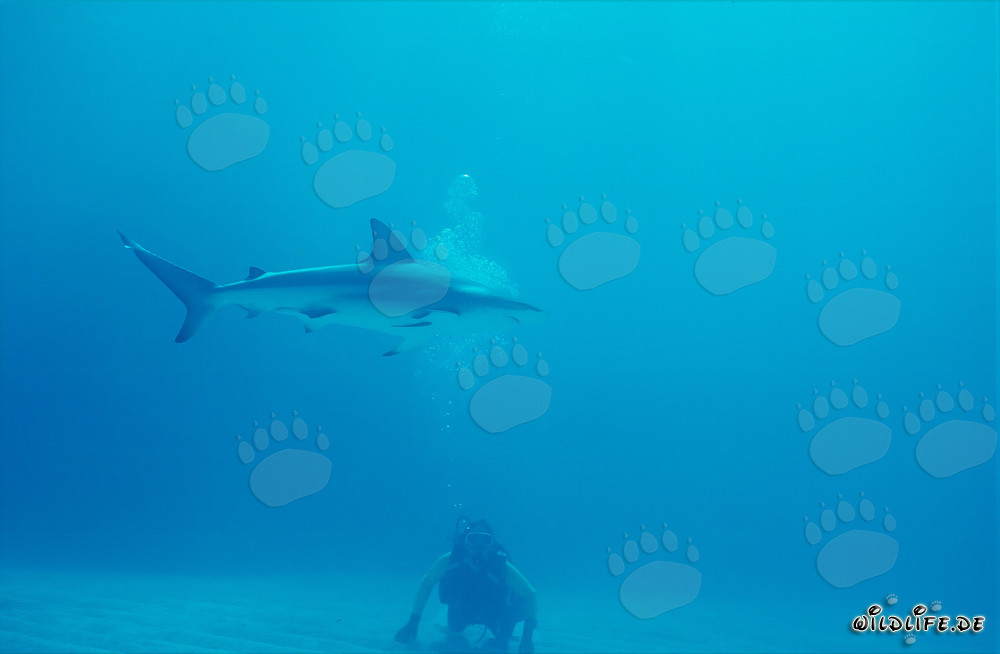 Imposanter Karibischer Riffhai schwimmt über sandigem Meeresboden