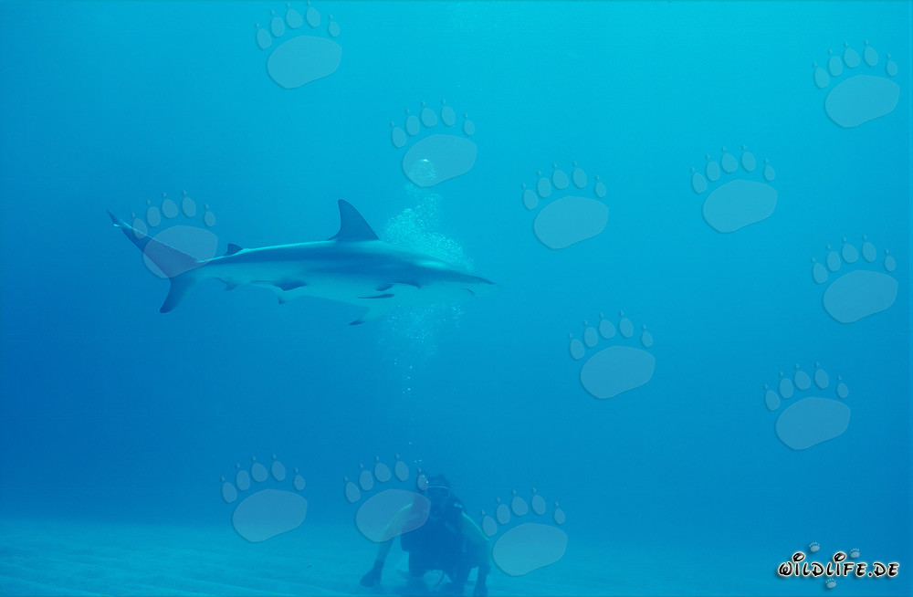 Requin des Caraïbes imposant nage sur le fond marin sablonneux