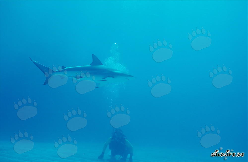 Imponente squalo di barriera corallina dei Caraibi nuota sopra il fondale marino sabbioso
