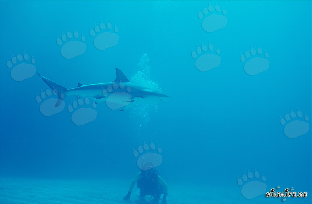 Tiburón de arrecife del Caribe imponente nada sobre el fondo marino arenoso