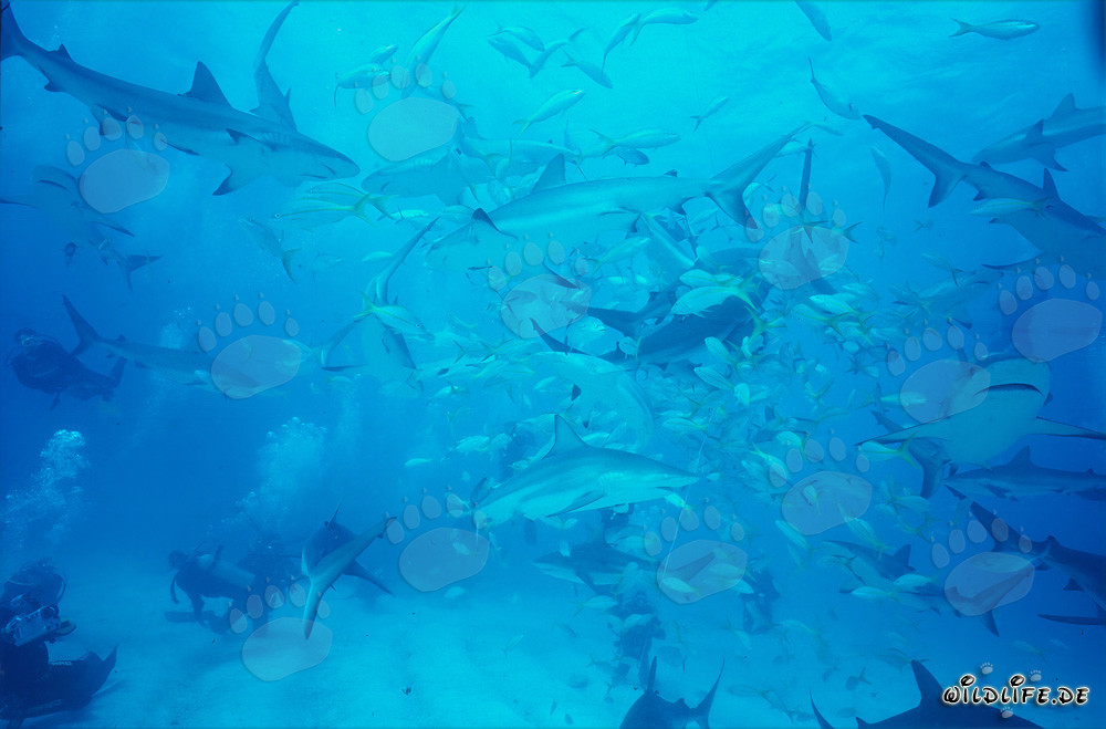 Fascinating Shark Rodeo: Caribbean Reef Sharks, Blacktip Sharks, and School of Fish