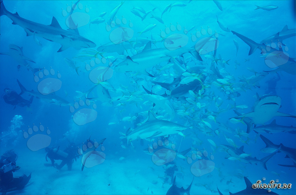 Faszinierendes Shark Rodeo: Karibischer Riffhaie, Schwarzspitzenhaie und Fischschwarm