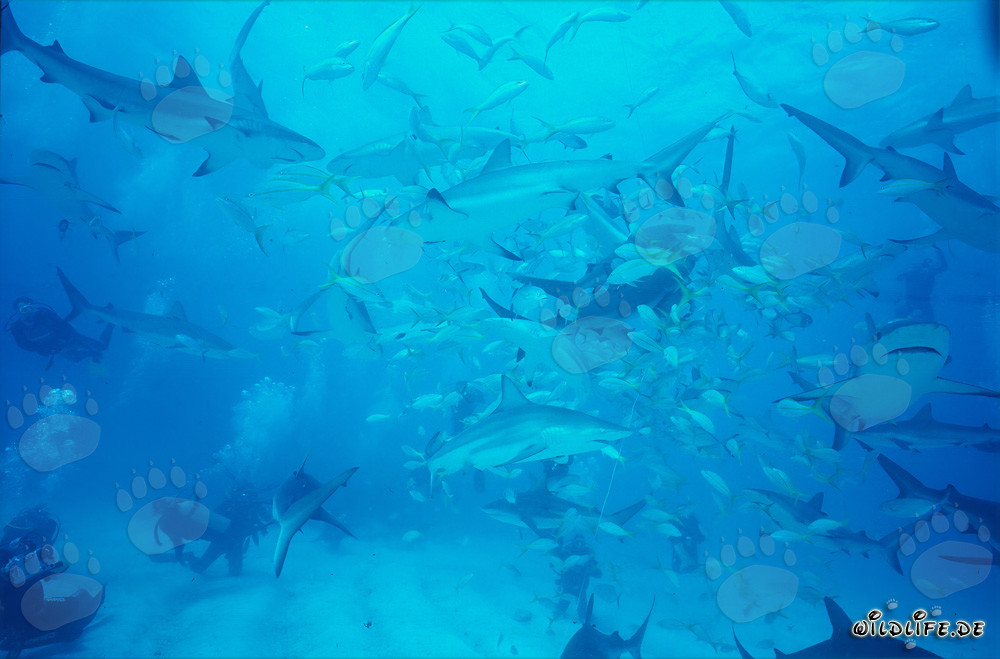 Fascinant Shark Rodeo : Requins des Caraïbes, Requins à pointes noires et banc de poissons