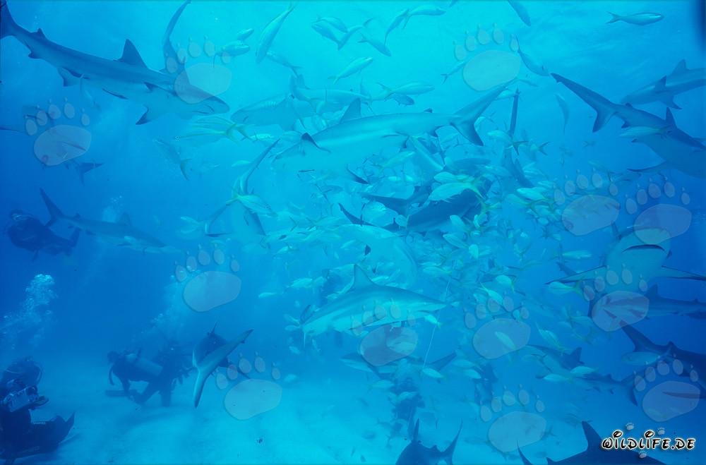 Fascinante Shark Rodeo: Tiburones del Caribe, Tiburones de puntas negras y Cardumen