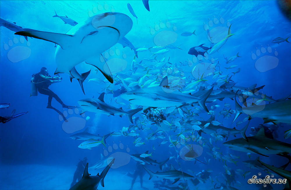 Caribbean Reef Sharks and Blacktip Sharks at the Shark Rodeo