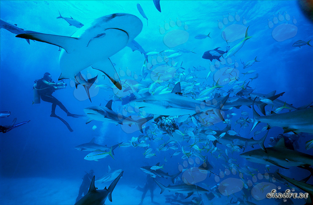Karibischer Riffhaie und Schwarzspitzenhaie beim Shark Rodeo