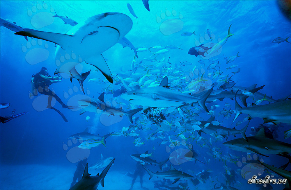 Requin du récif des Caraïbes et requins à pointes noires lors du Rodeo Shark
