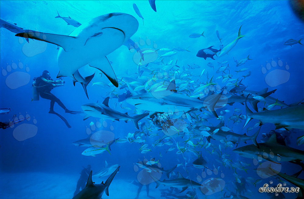 Tiburones de arrecife del Caribe y tiburones de puntas negras en el Rodeo de tiburones