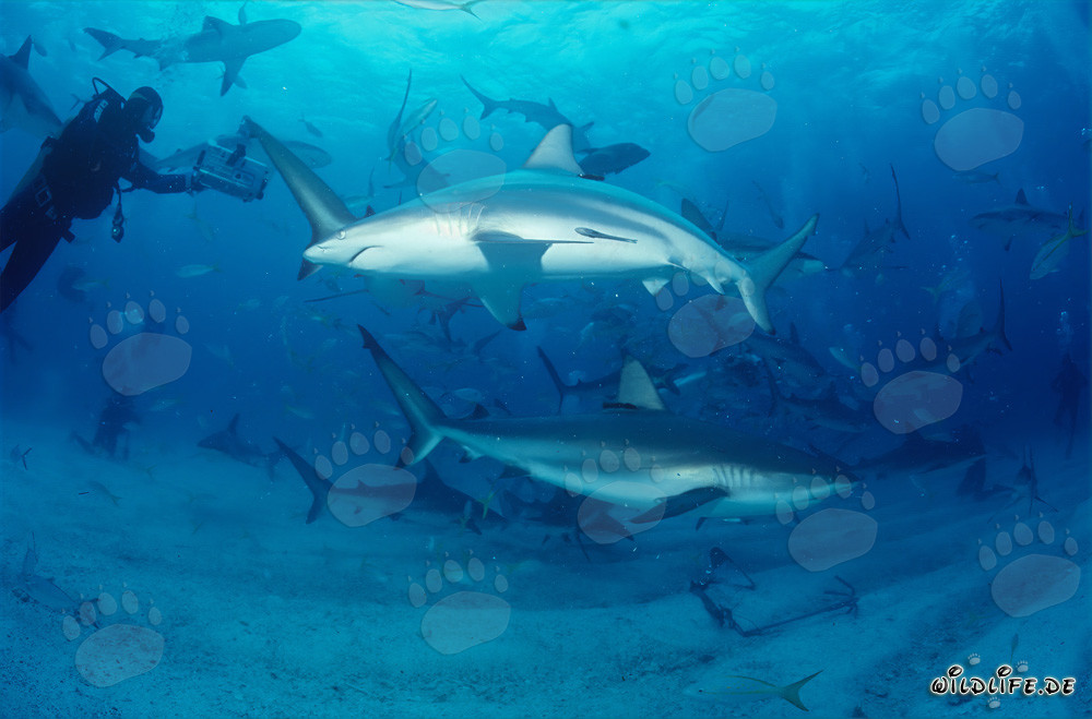 Faszinierendes Shark Rodeo mit Karibischen Riffhaien und Schwarzspitzenhaien