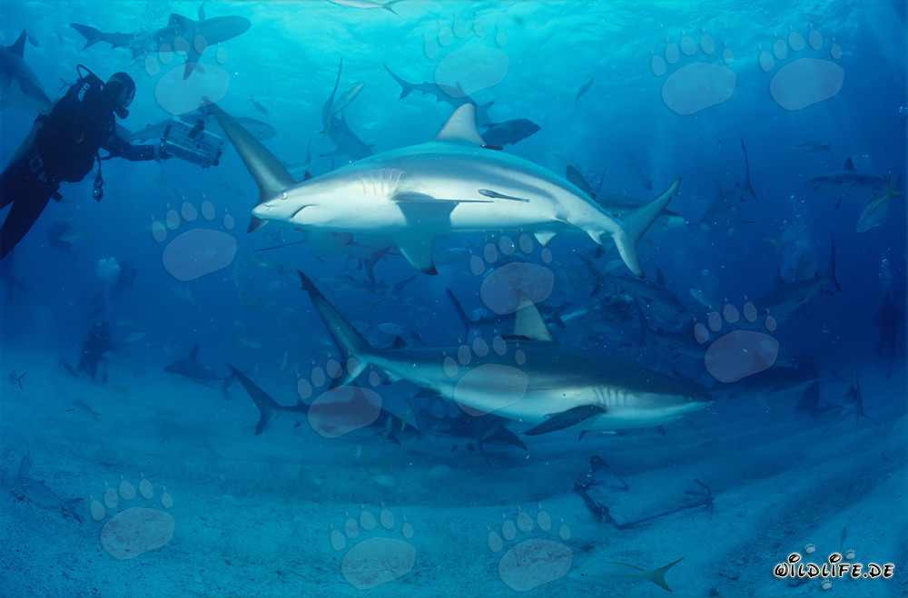 Fascinant rodéo de requins avec requins du récif des Caraïbes et requins à pointes noires