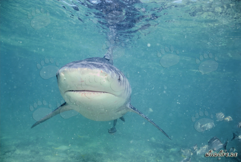 Bull Shark - Majestic sea creature near Walker´s Cay