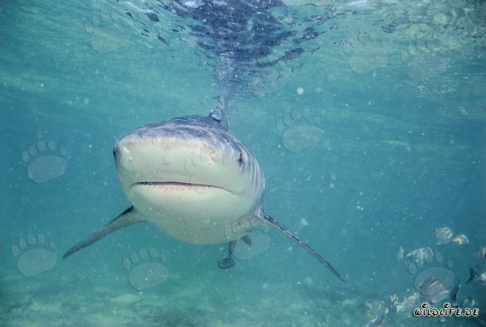 Requin taureau - Majestueux habitant des mers près de Walker's Cay