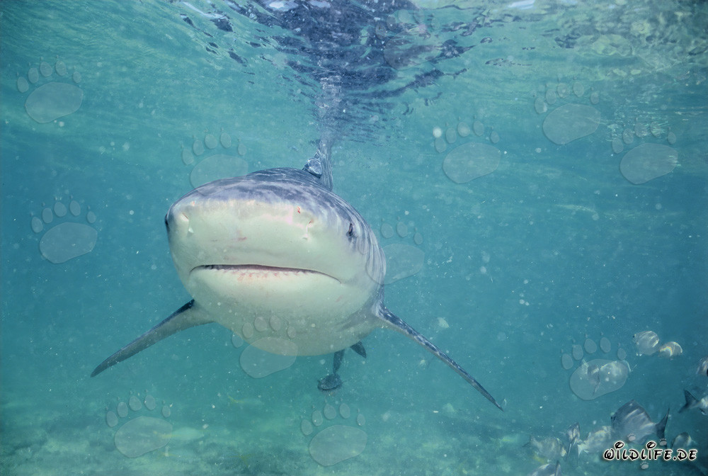 Tiburón toro - Majestuoso habitante marino cerca de Walker's Cay