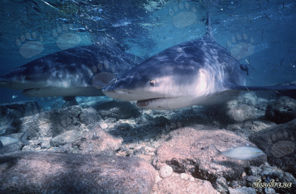 Two majestic Bull Sharks in enchanting afternoon light