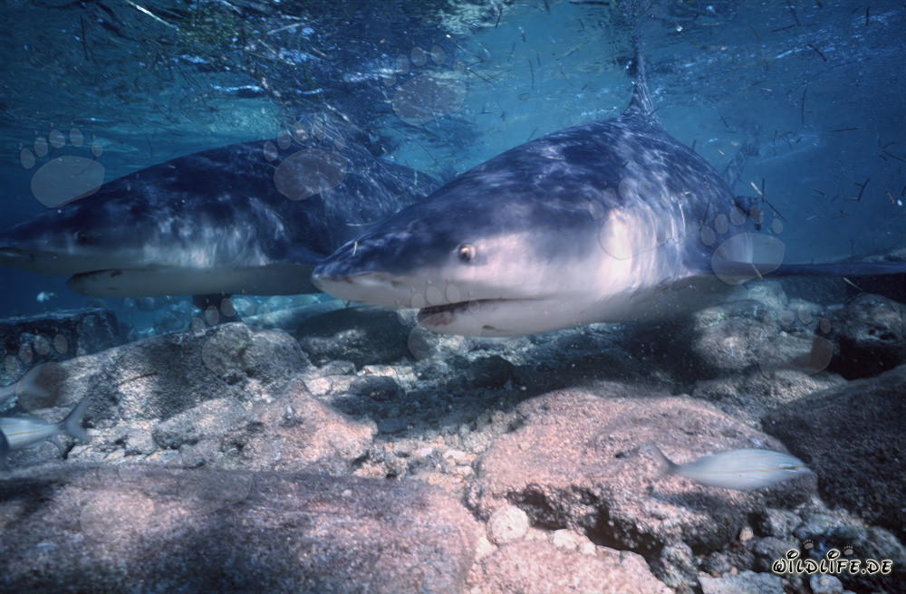 Deux majestueux requins taureaux dans la lumière enchanteresse de l'après-midi