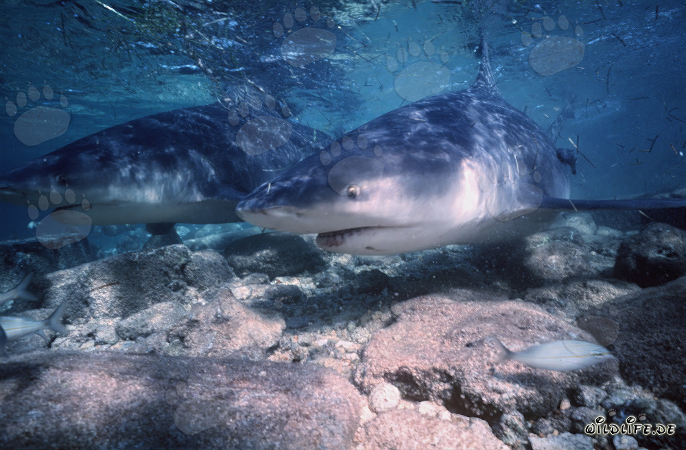 Dos majestuosos tiburones toro en la encantadora luz de la tarde