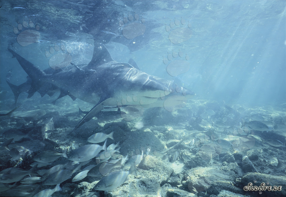 Faszinierende Bullenhaie (Carcharhinus leucas) im goldenen Licht der Nachmittagssonne