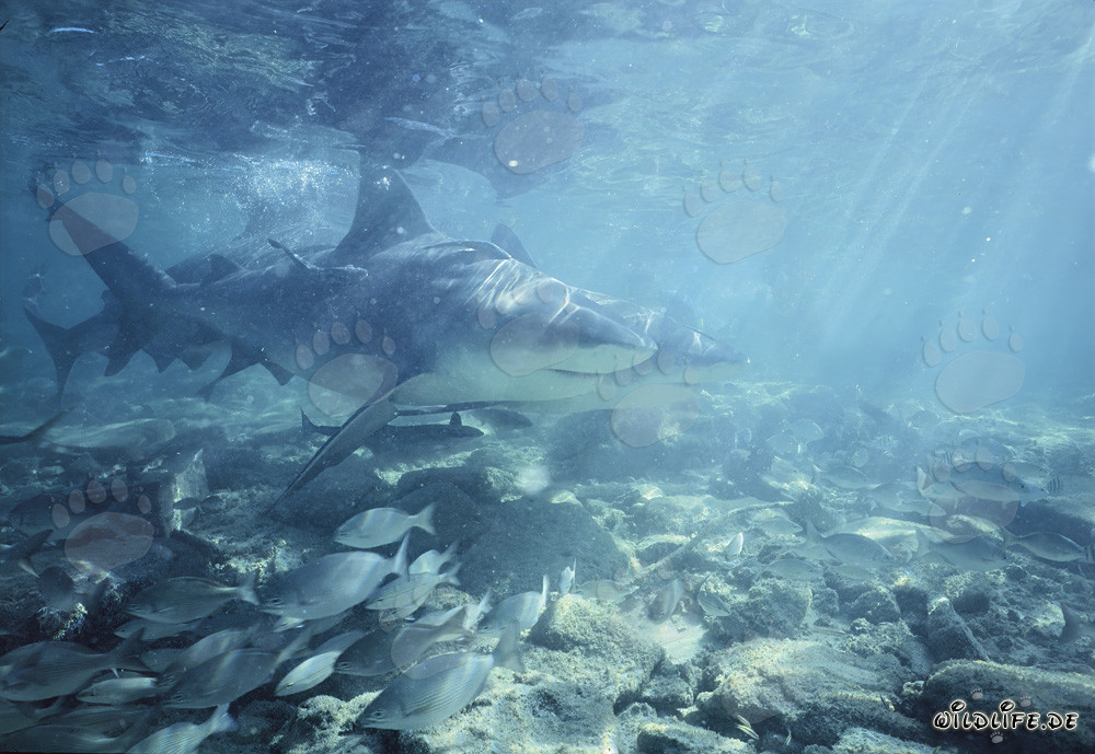 Affascinanti squali toro (Carcharhinus leucas) nella luce dorata del sole del pomeriggio