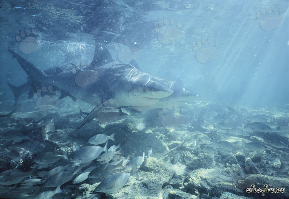 Fascinantes tiburones toro (Carcharhinus leucas) en la luz dorada del sol de la tarde