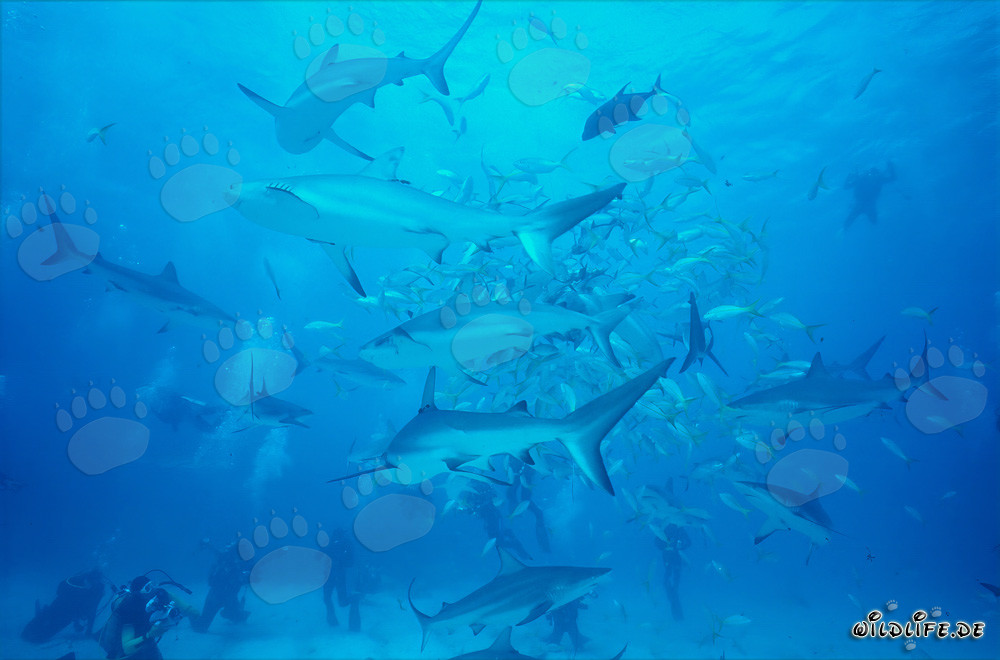 Fascinating Gathering of Caribbean Reef Sharks and Blacktip Sharks - Shark Rodeo