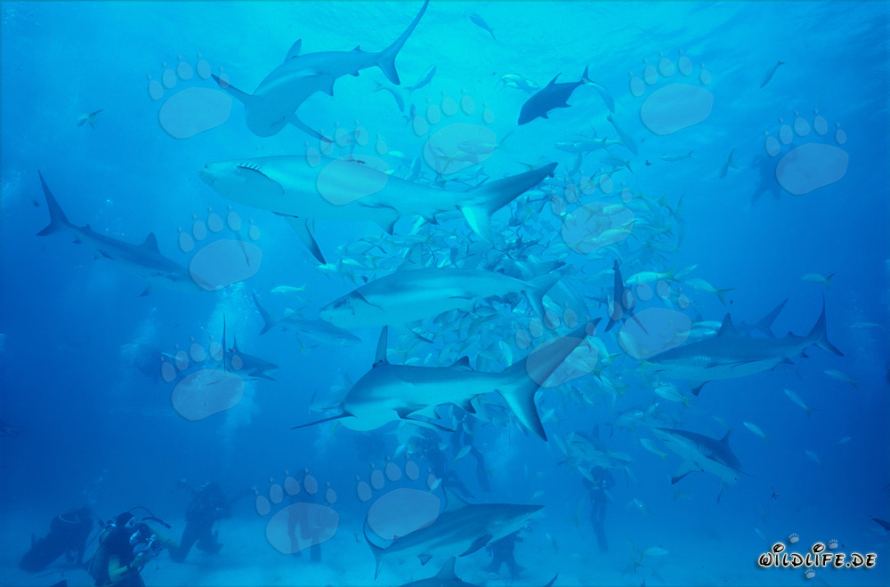 Faszinierende Versammlung von Karibischen Riffhaien und Schwarzspitzenhaien - Shark Rodeo