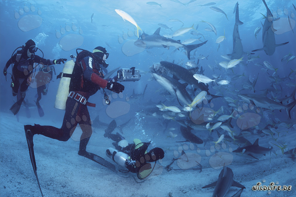 Rodeo de requins fascinant avec des requins des Caraïbes et des pointes noires