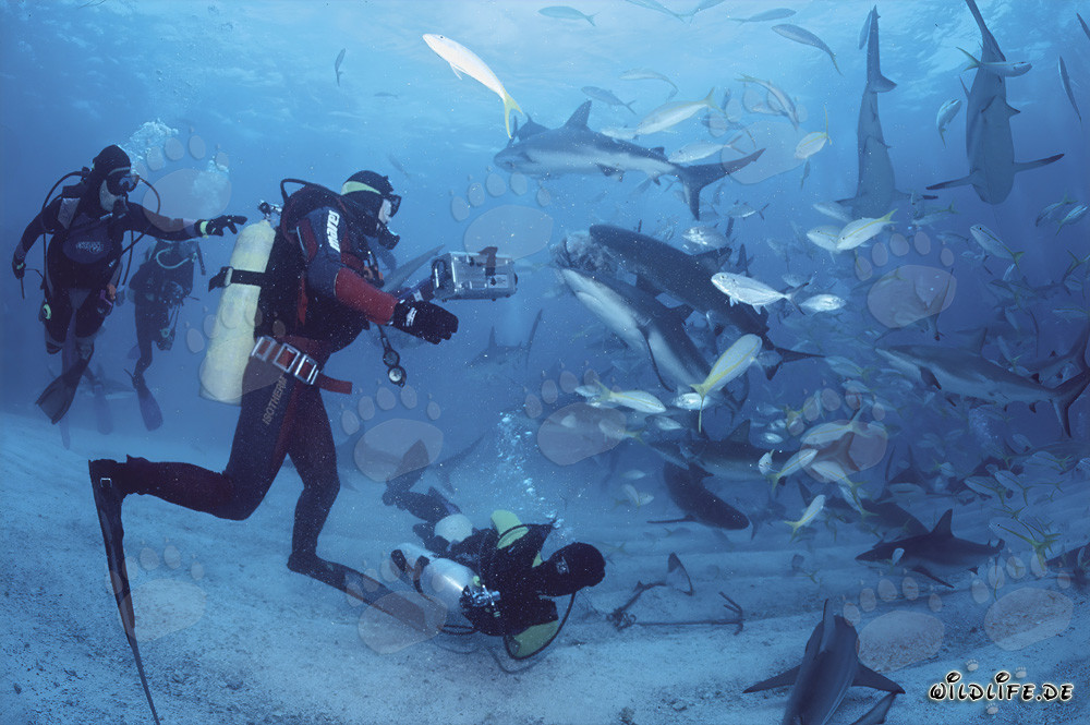 Fascinante Rodeo de tiburones con tiburones de arrecife del Caribe y puntas negras