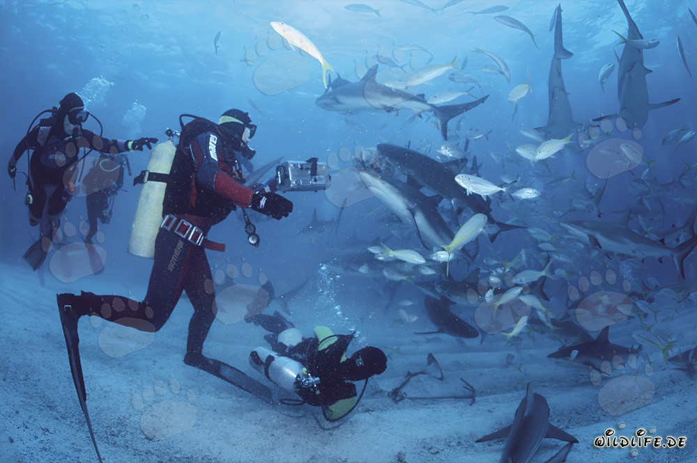 Fascinating Shark Rodeo with Caribbean Reef Sharks and Blacktip Sharks