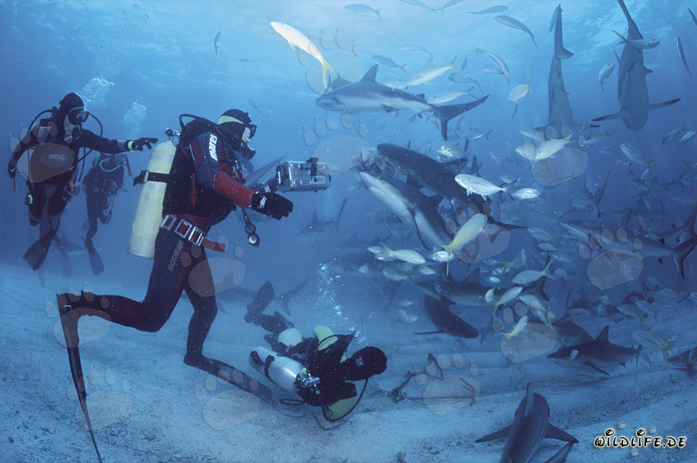 Faszinierendes Shark Rodeo mit Karibischen Riffhaien und Schwarzspitzenhaien