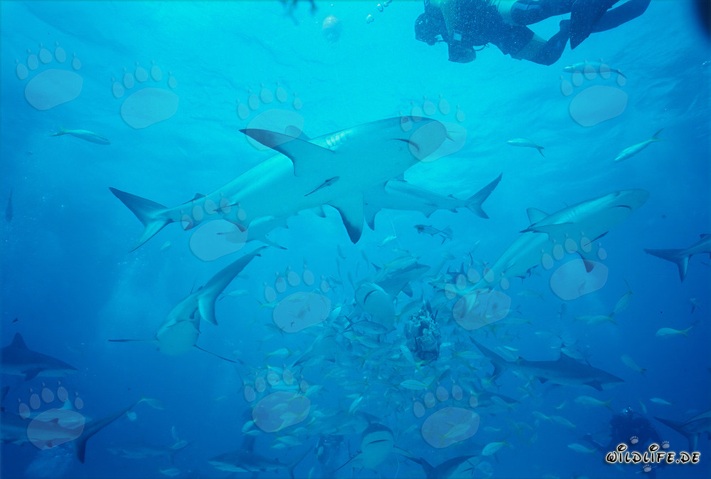 Meeting of Caribbean Reef Sharks and Blacktip Sharks at the Shark Rodeo
