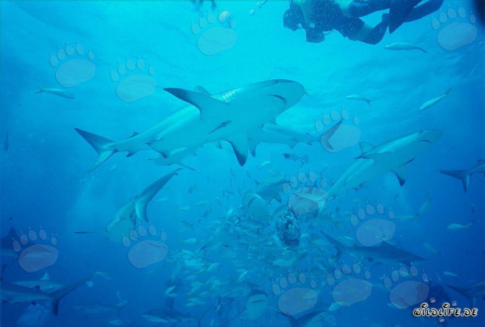 Treffen mit karibischen Riffhaien und Schwarzspitzenhaien beim Shark Rodeo