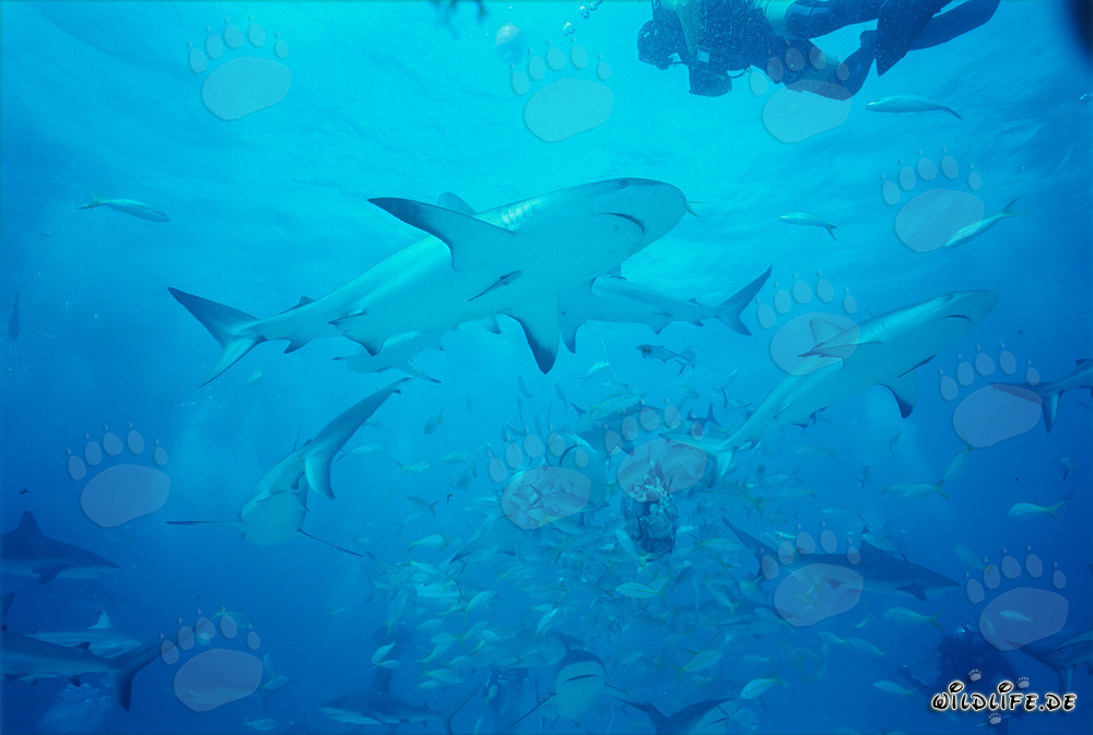 Rencontre avec les requins des récifs caribéens et les requins à pointes noires lors du Shark Rodeo