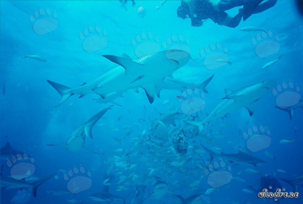 Incontro con gli squali delle barriere coralline caraibici e gli squali dalla punta nera durante lo Shark Rodeo