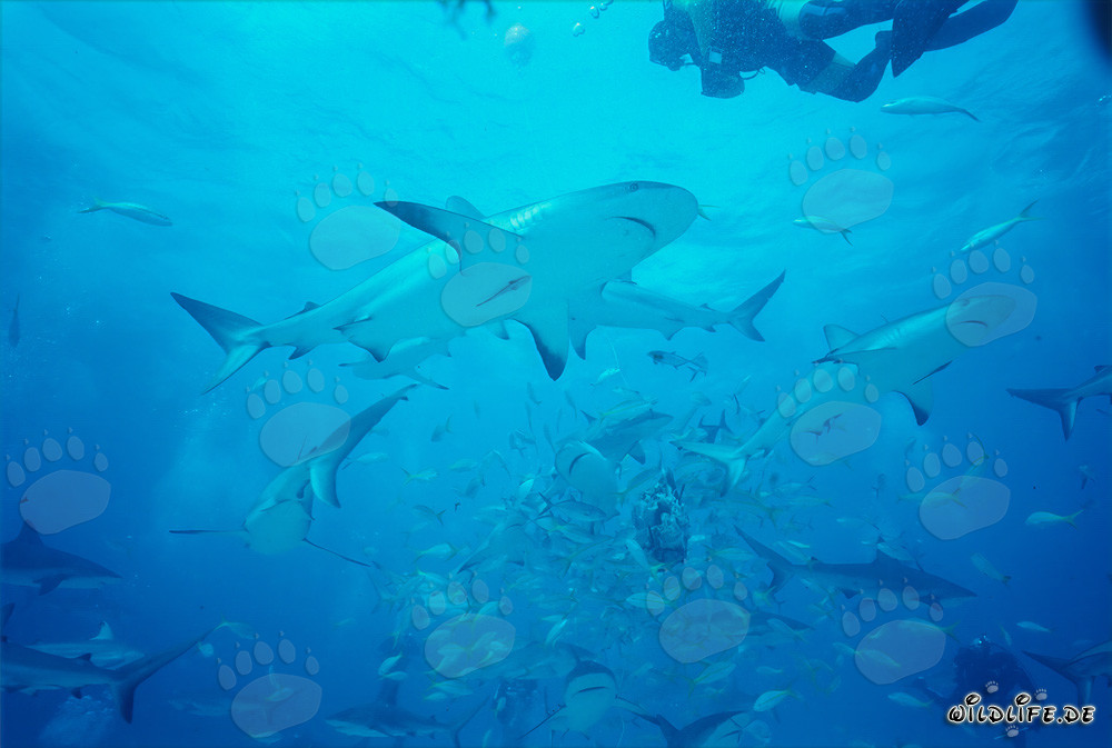 Encuentro con tiburones de arrecife caribeños y tiburones de punta negra en el Shark Rodeo