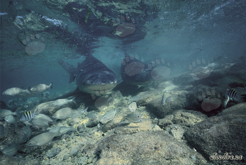 Imposante Bullenhaie vor der Küste von Walker´s Cay auf den Bahamas