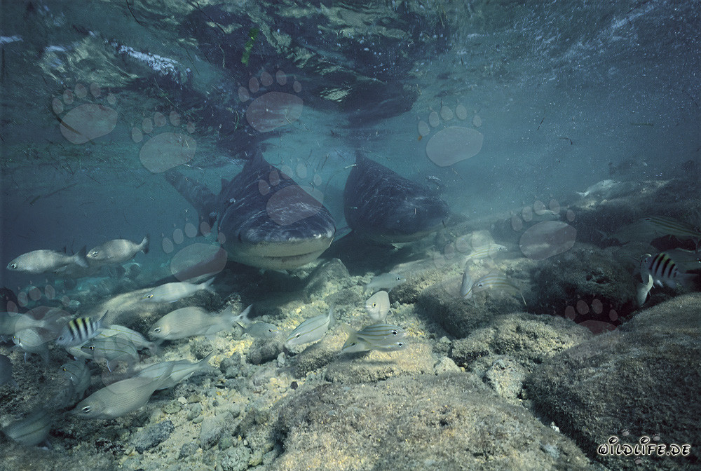 Requins-bouledogues imposants au large de Walker´s Cay aux Bahamas