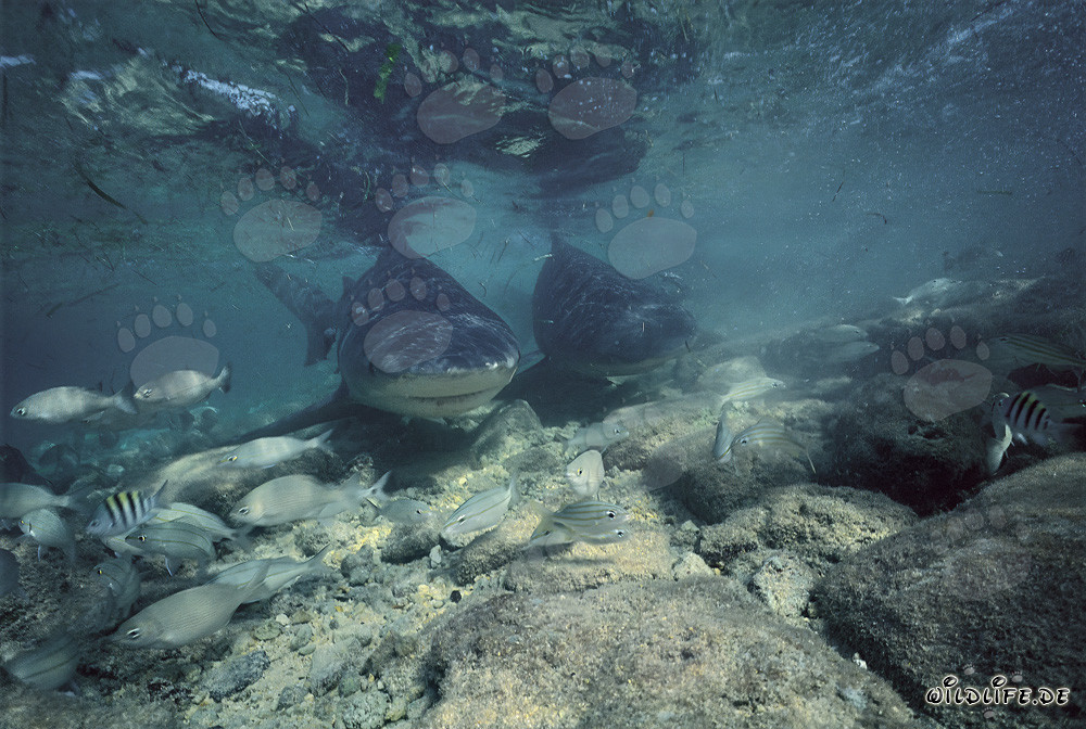 Impressionanti squali toro al largo di Walker´s Cay nelle Bahamas