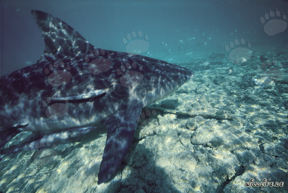 Impressive Bull Shark off the Shark Beach at Walker's Cay