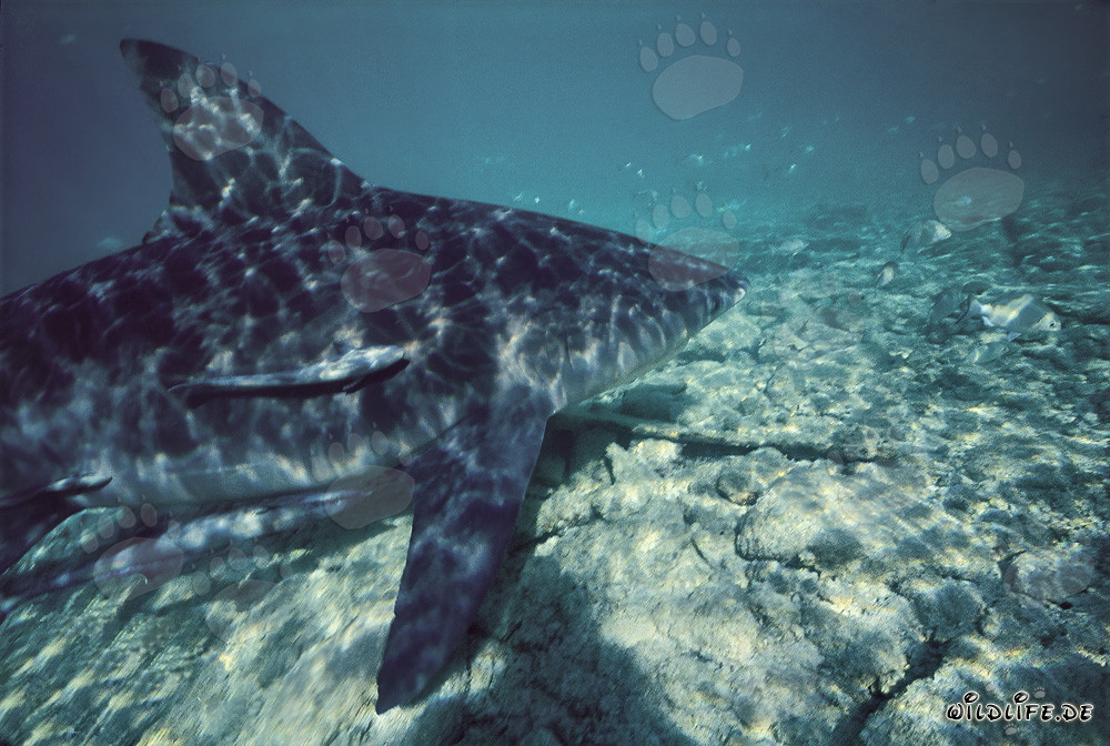 Imposanter Bullenhai vor der Shark Beach auf Walker's Cay