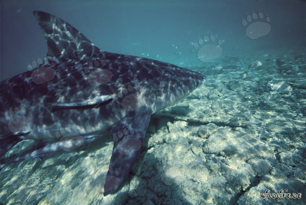 Impressionnant requin taureau devant la plage des requins à Walker's Cay