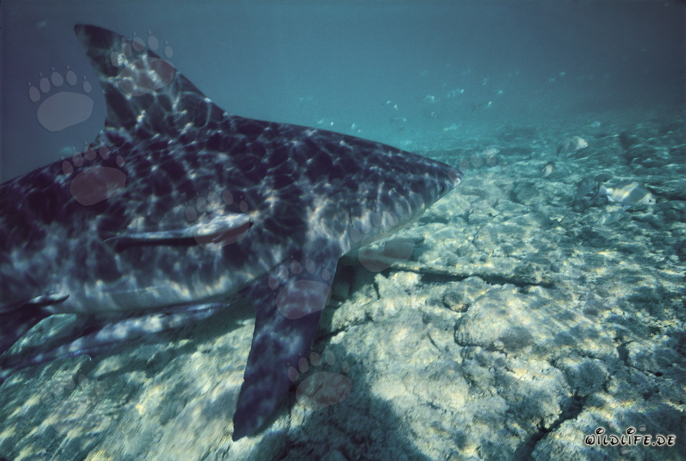 Imponente squalo toro davanti alla spiaggia degli squali a Walker's Cay
